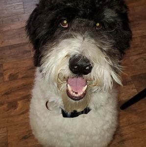 Meet your Posher, Jesse